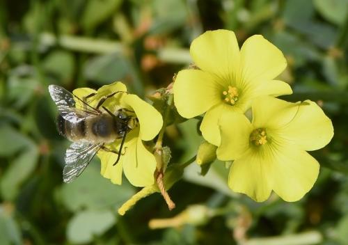Eucera sp.